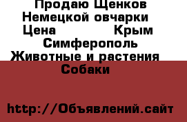 Продаю Щенков Немецкой овчарки › Цена ­ 12 000 - Крым, Симферополь Животные и растения » Собаки   